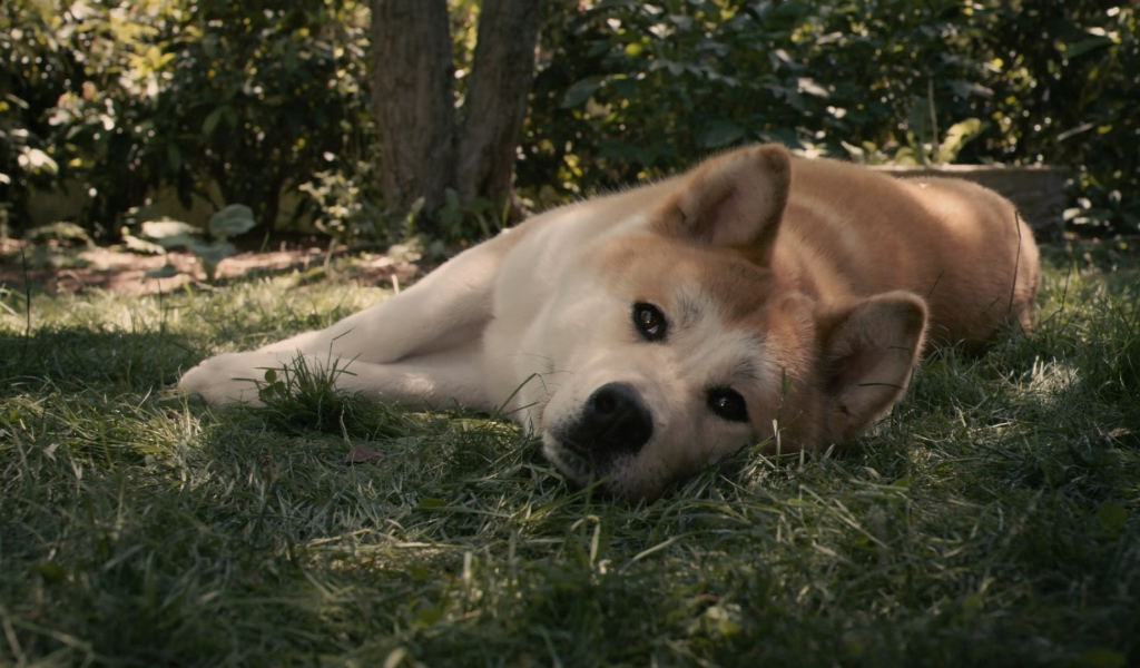 Красивая акита-ину лежит на траве