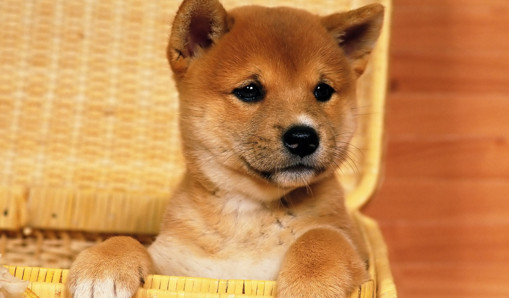 Красивый щенок акита-ину в корзине