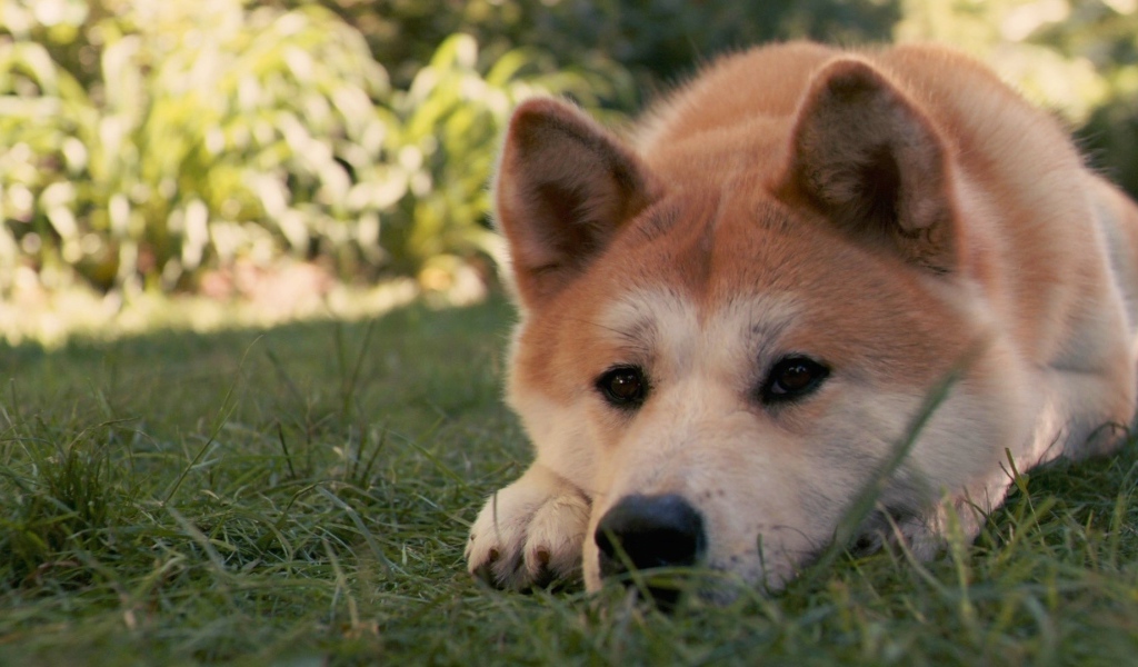 Красивая акита-ину грустит