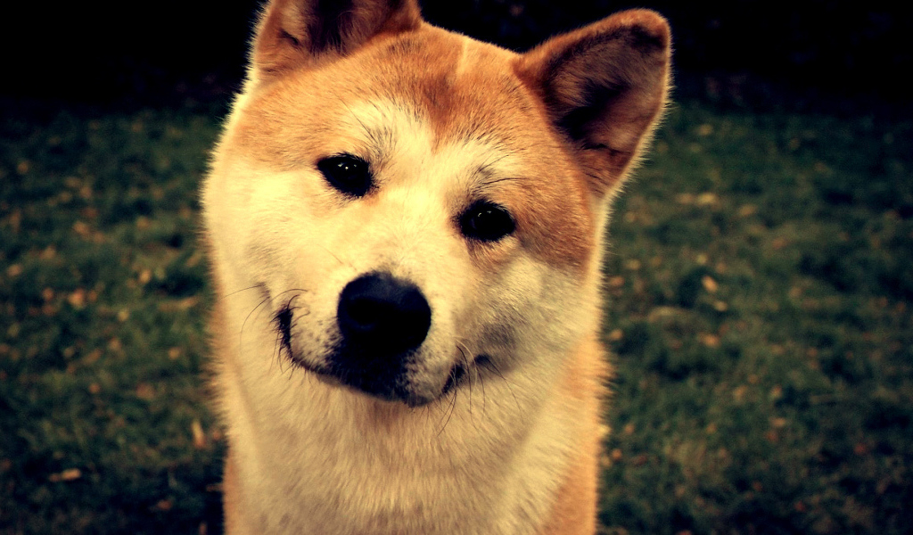 Красивая акита-ину улыбается