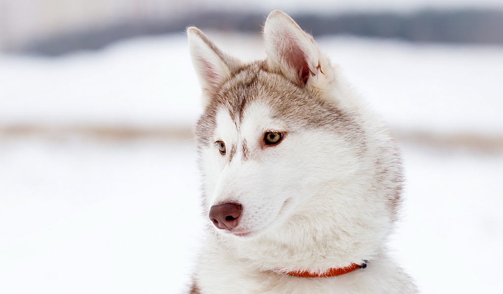 Красивый аляскинский маламут светлого окраса