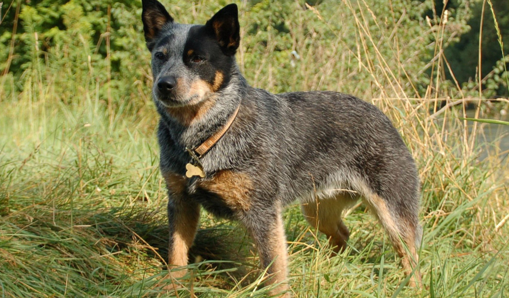 Красивая австралийская пастушья собака