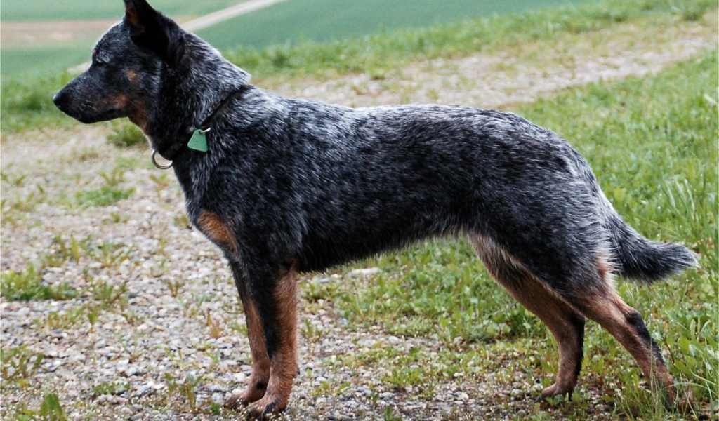 Красивая австралийская пастушья собака в стойке