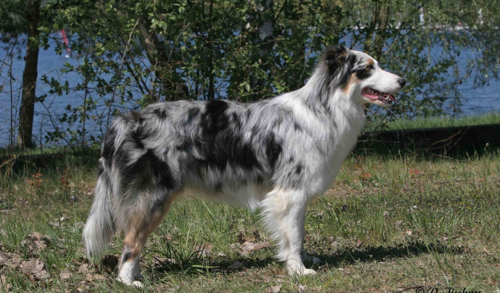 Красивая австралийская овчарка