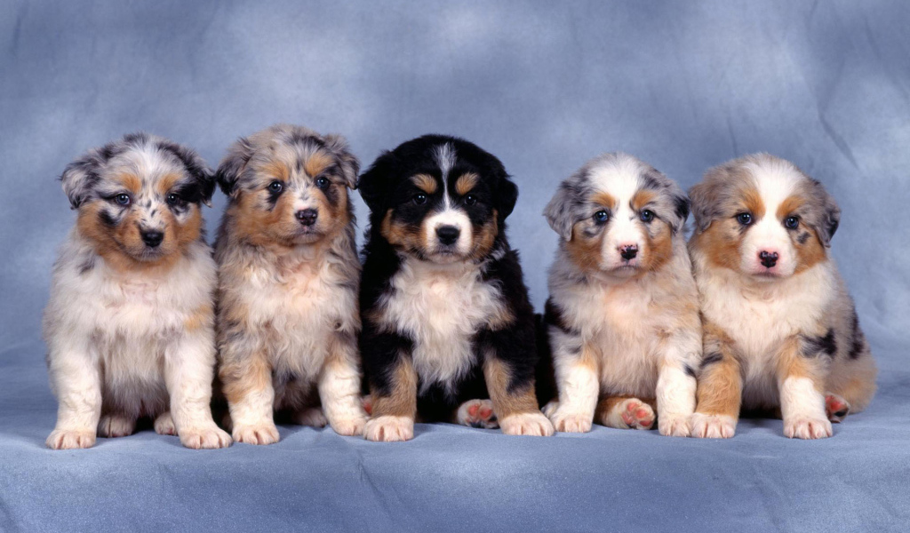 Красивые щенки австралийской овчарки