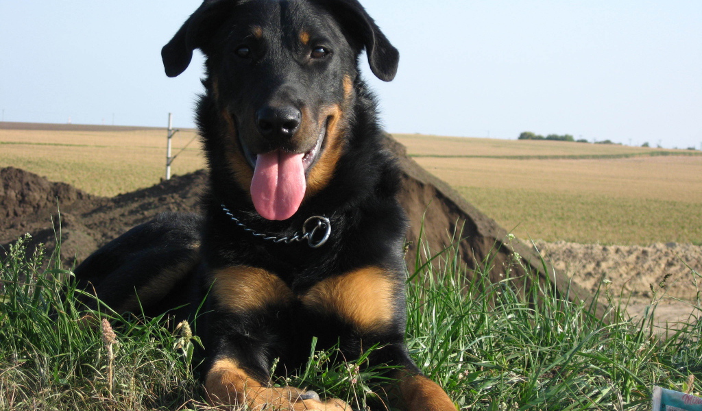 Красивый босерон лежит на фоне поля