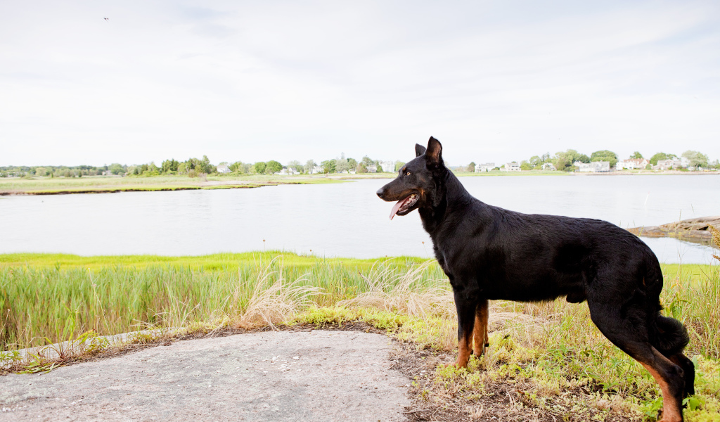 Красивый босерон на фоне озера