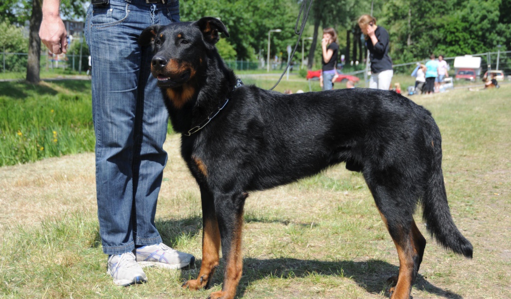 Красивый босерон и его хозяин