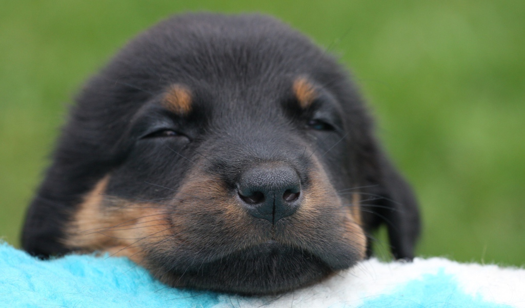 Красивый щенок босерона засыпает