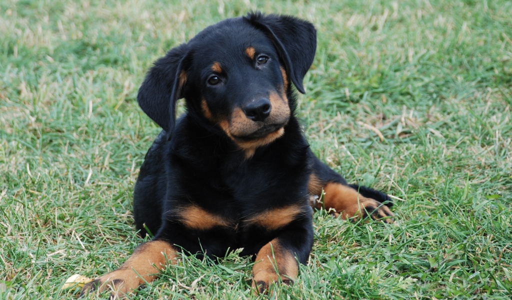 Красивый щенок босерона лежит на лужайке