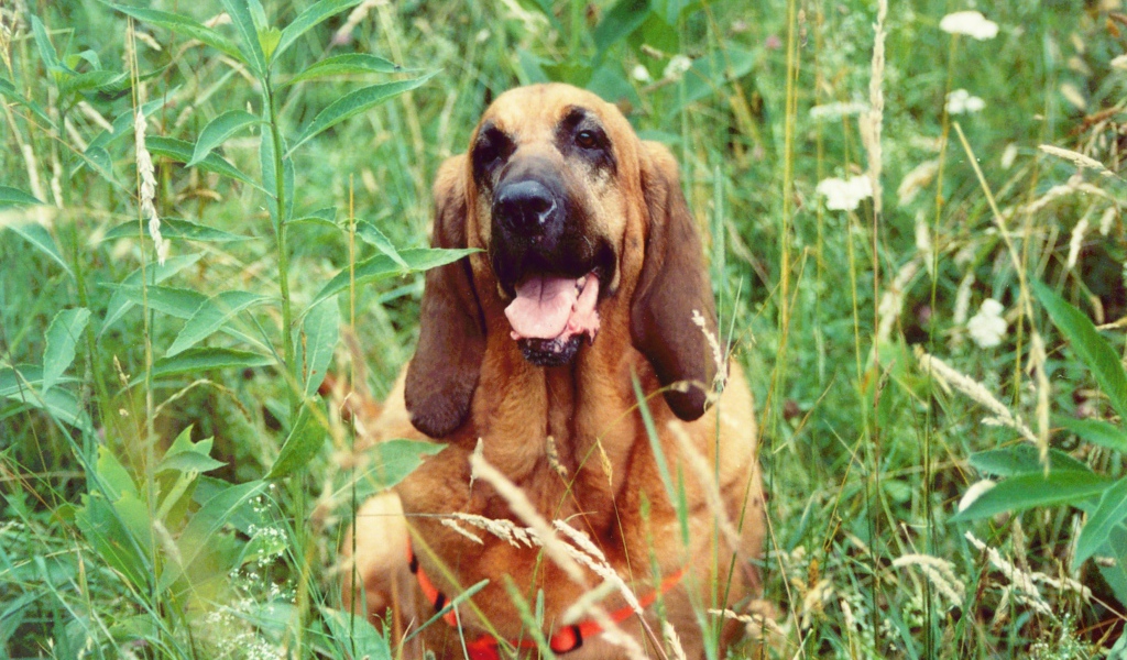 Красивый бладхаунд в высокой траве