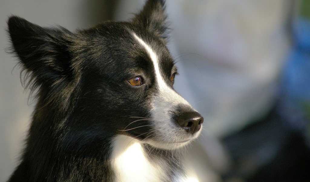 Красивая бордер-колли