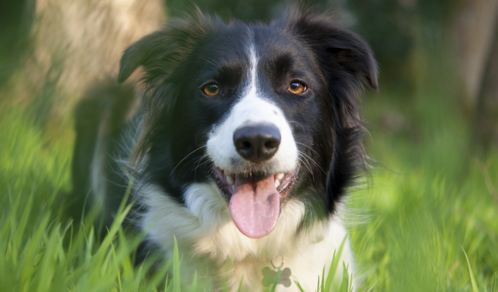 Красивая бордер-колли в траве
