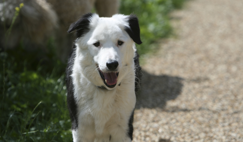 Красивая бордер-колли стоит на дороге