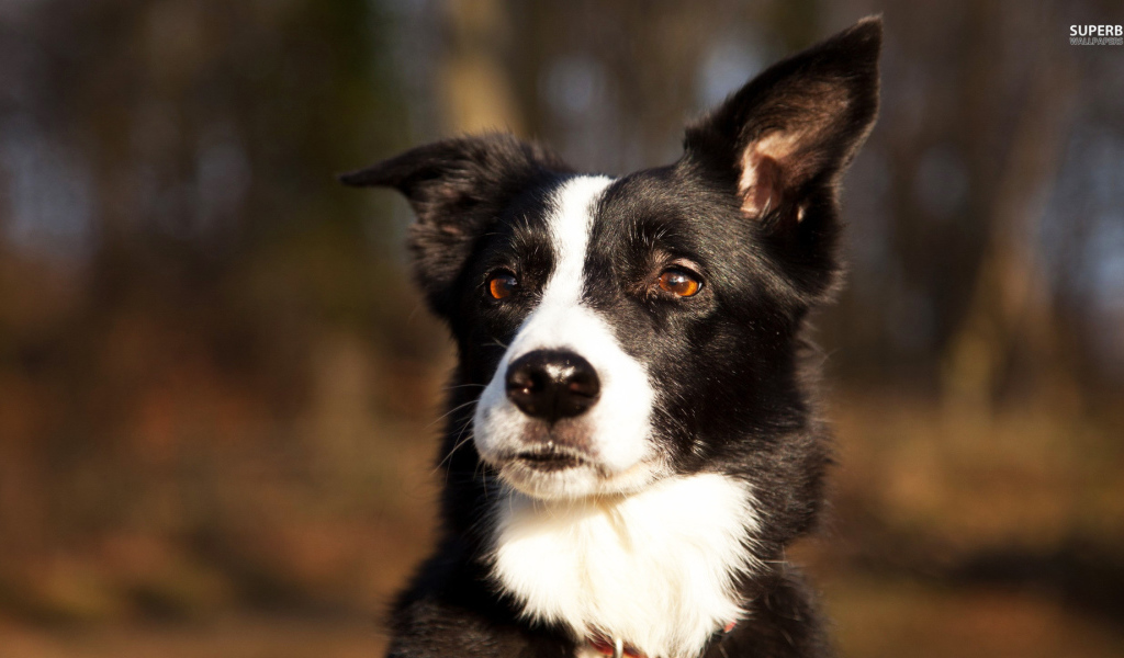 Красивая бордер-колли прислушалась