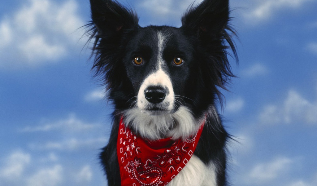 Красивая бордер-колли на фоне неба