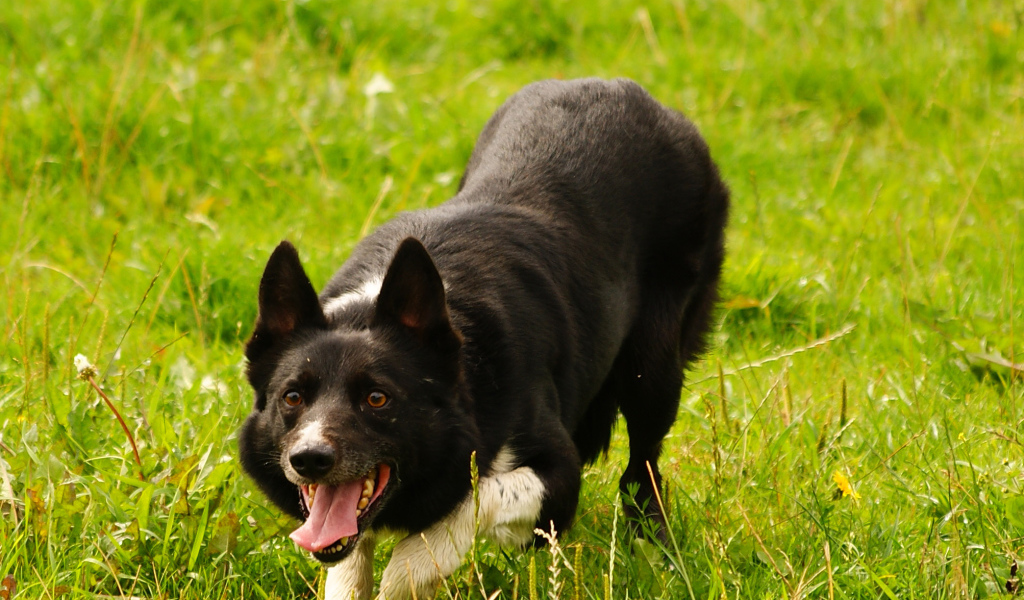 Красивая бордер-колли крадётся