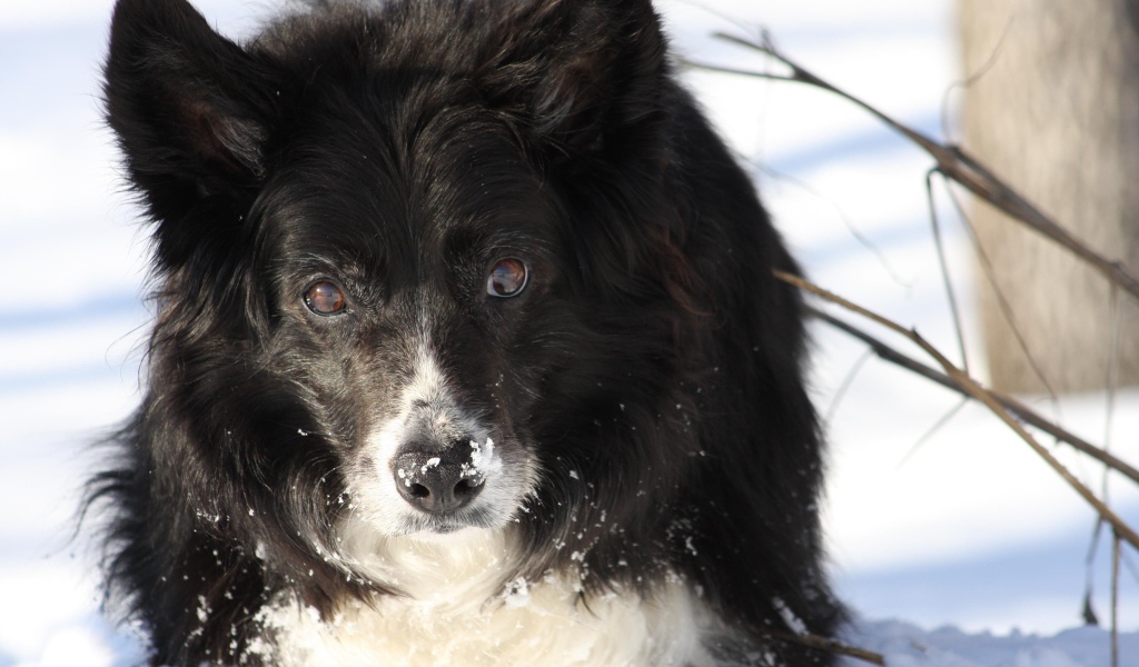 Красивая бордер-колли стоит в сугробе