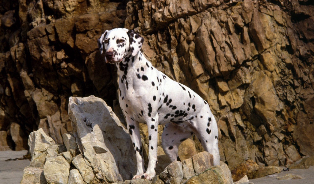Красивый далматин на скалах