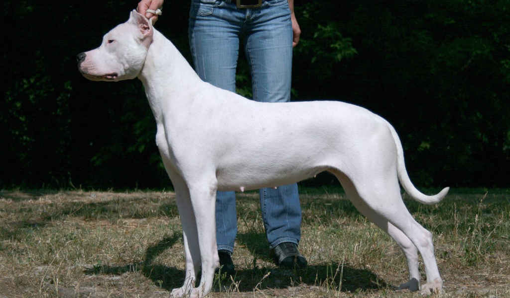 Красивый аргентинский дог