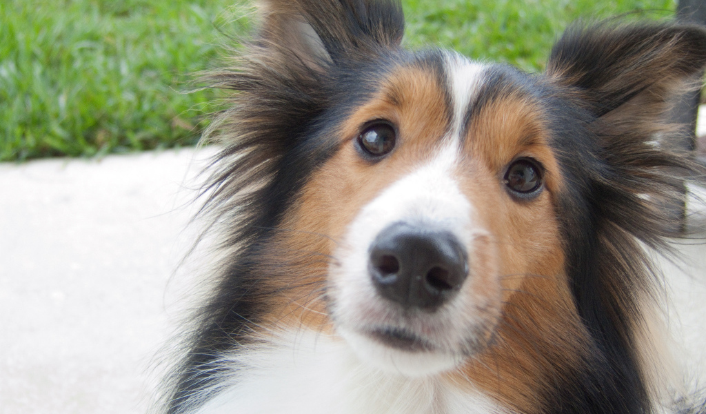 Красивая собака породы шелти