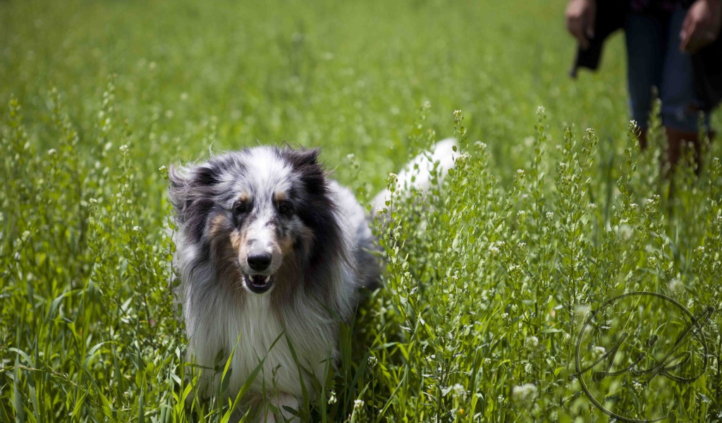 Красивая собака породы шелти в высокой траве