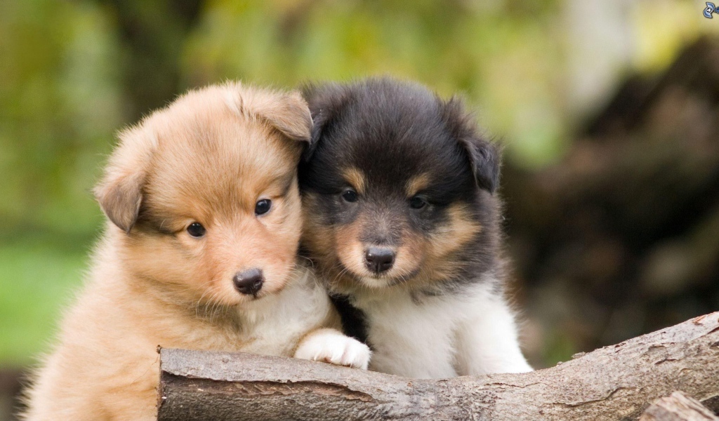 Красивые щенки породы шелти