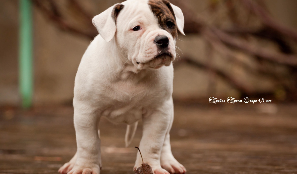 Красивый щенок американского бульдога