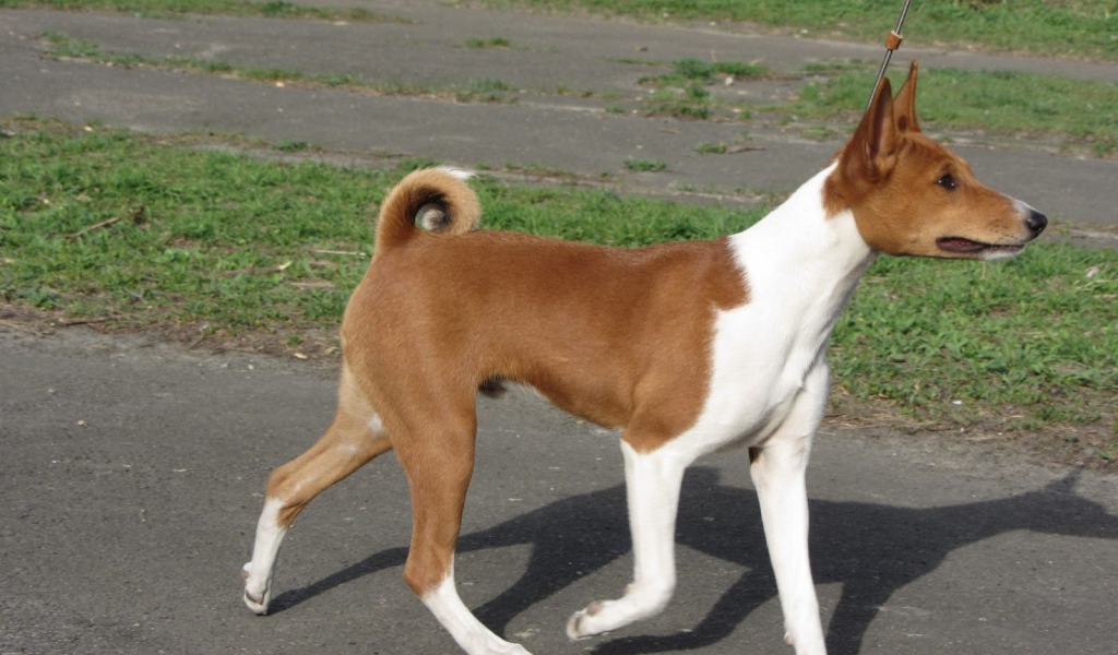 Красивая собака породы басенджи на прогулке