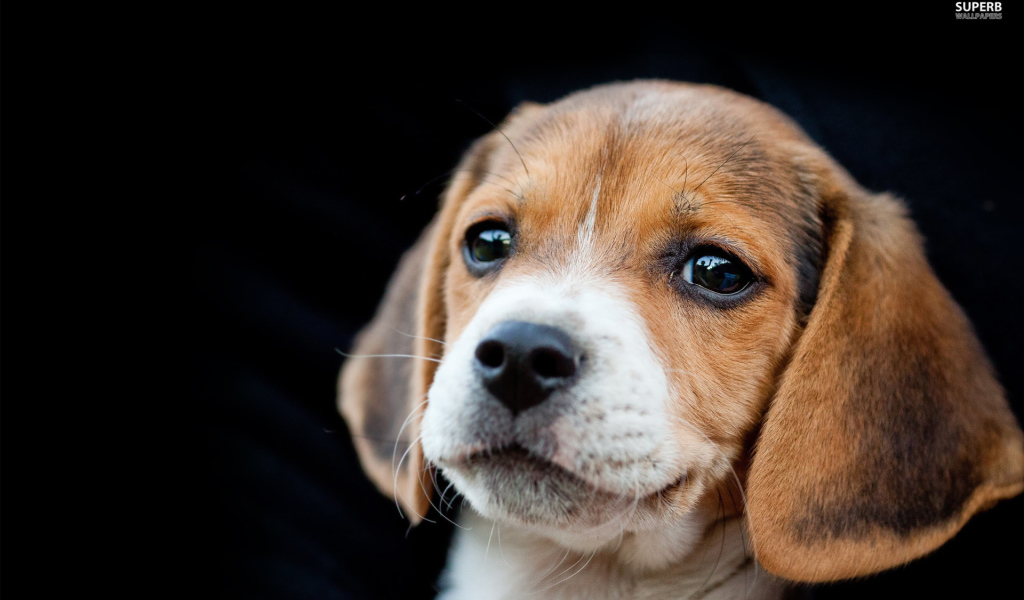 Красивый щенок породы бигль на чёрном фоне