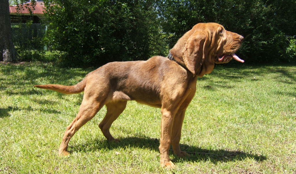 Красивый бладхаунд на прогулке