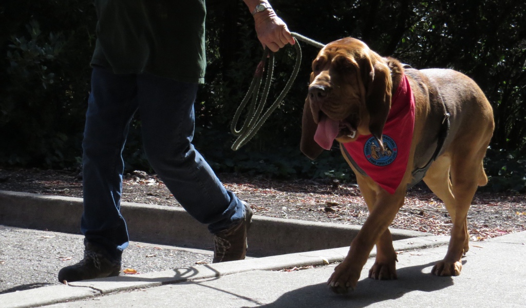 Красивый бладхаунд на прогулке с хозяином