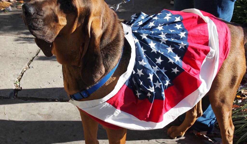 Красивый бладхаунд с хозяином