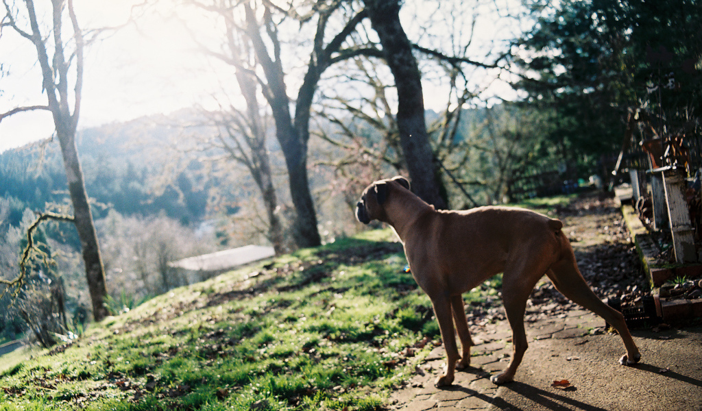Красивый боксёр любуется природой