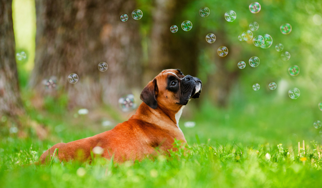 Красивый боксёр и мыльные пузыри