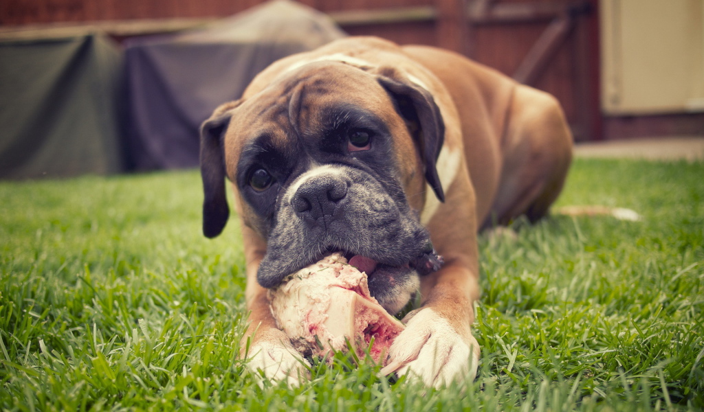 Красивый боксёр грызёт кость