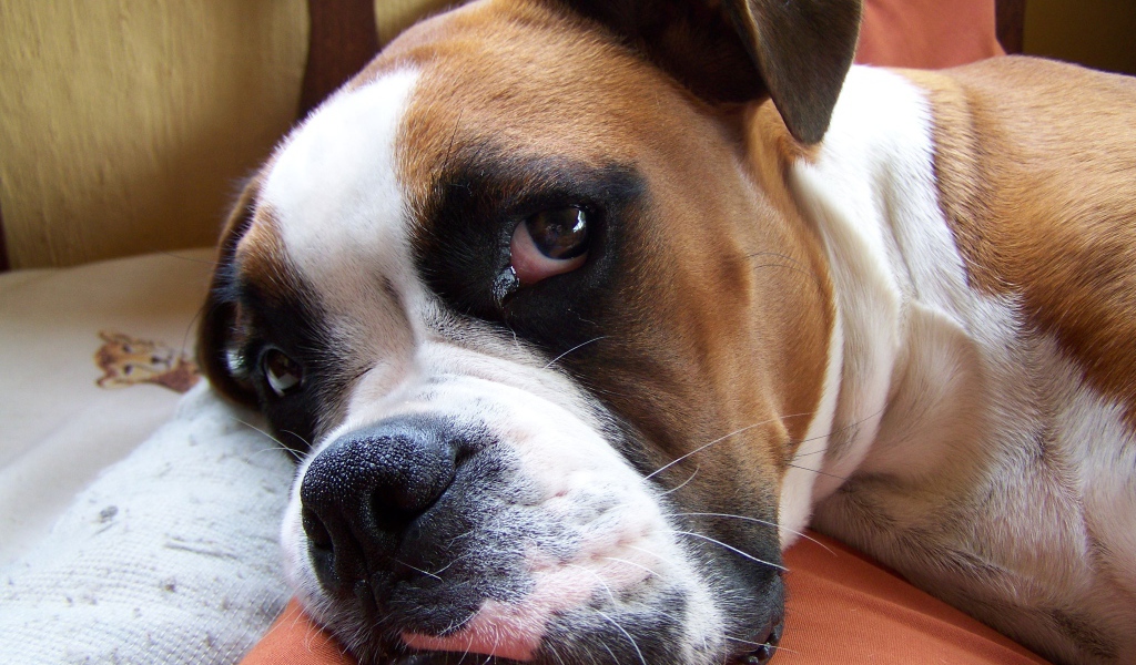 Красивый боксёр собирается спать