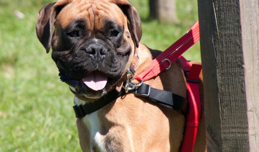 Красивый боксёр на поводке