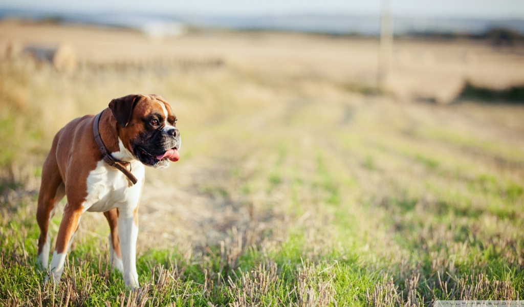 Красивый боксёр гуляет по просторному полю