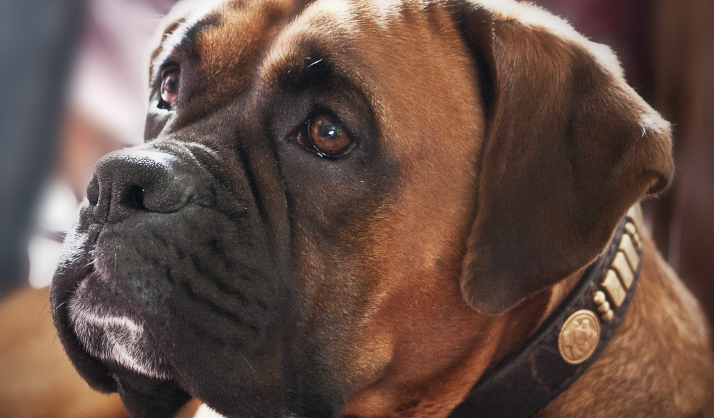 Красивый боксёр смотрит на хозяина