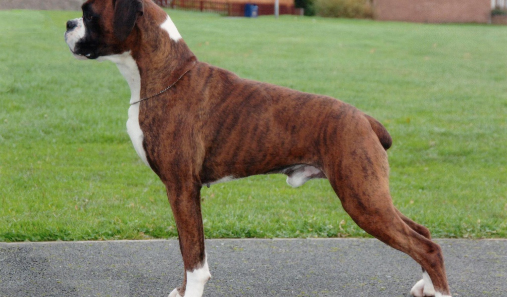 Красивый боксёр позирует