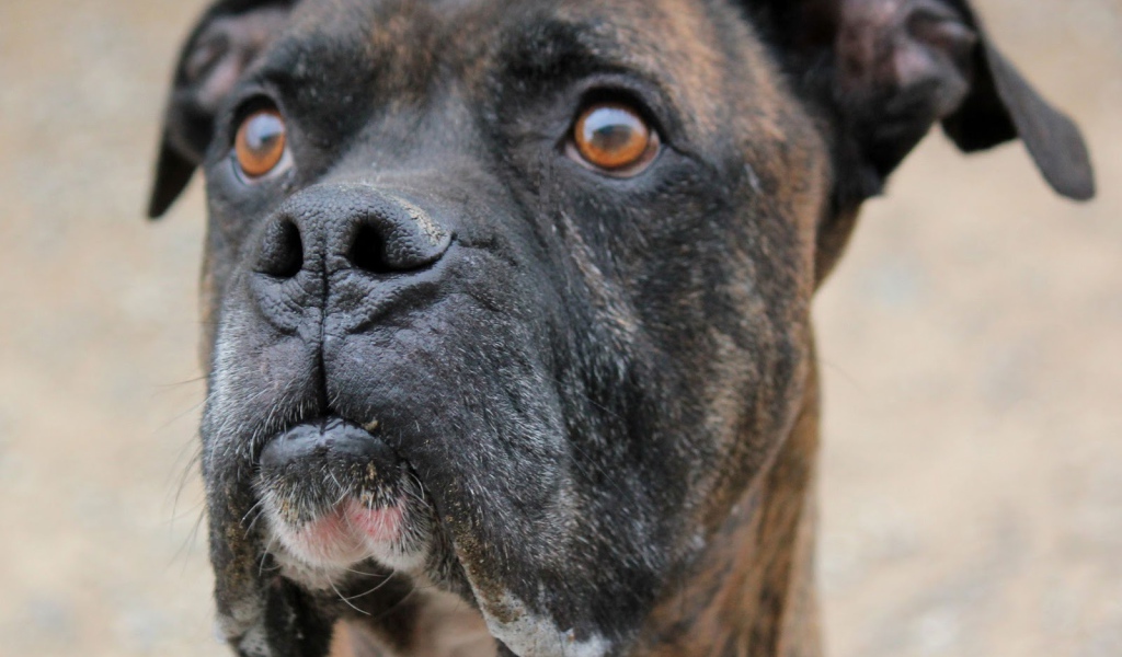 Красивый боксёр кого-то увидел