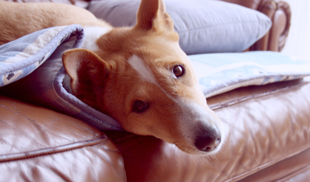 Красивая собака породы басенджи отдыхает на диване