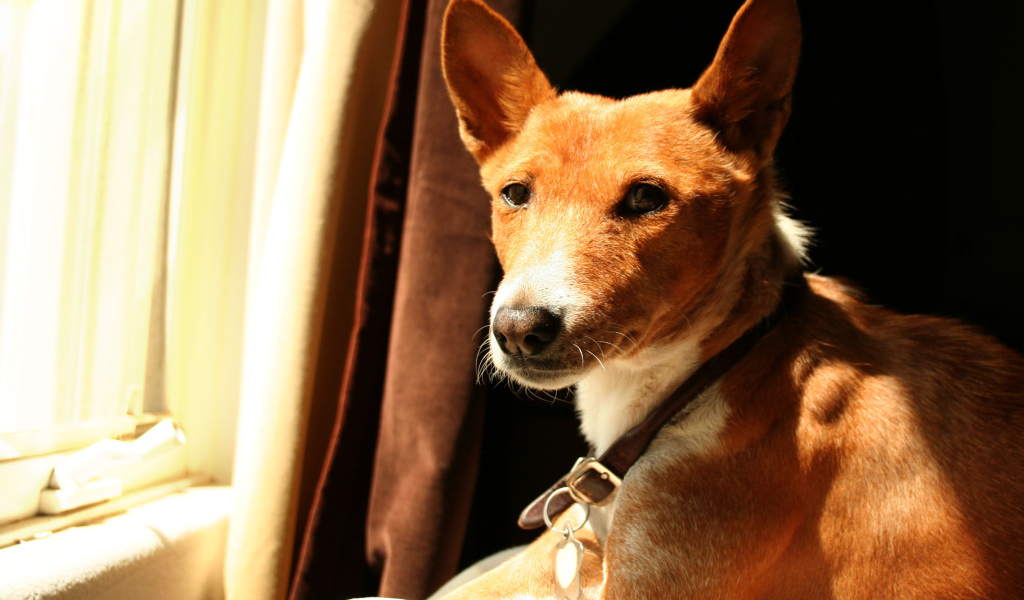 Красивая собака породы басенджи возле окна