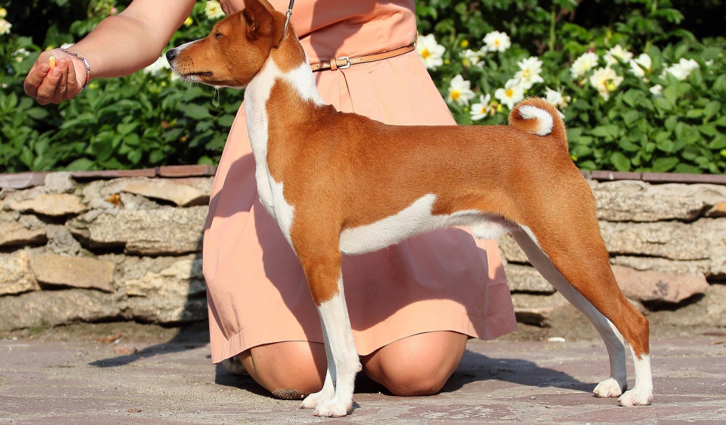 Beautiful dog Basenji breed with owner