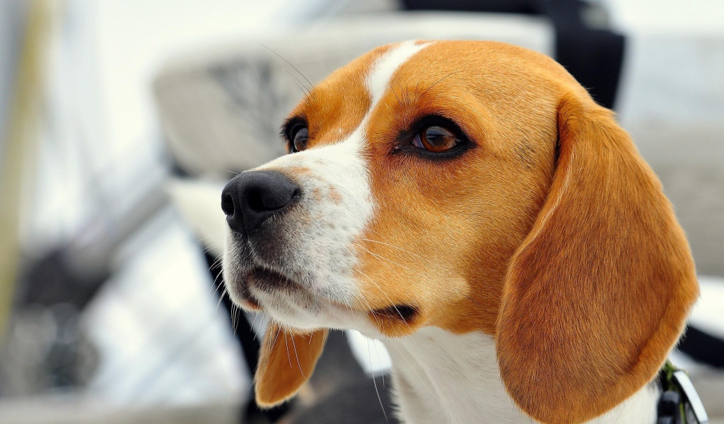 Красивая собака породы бигль кого-то увидела