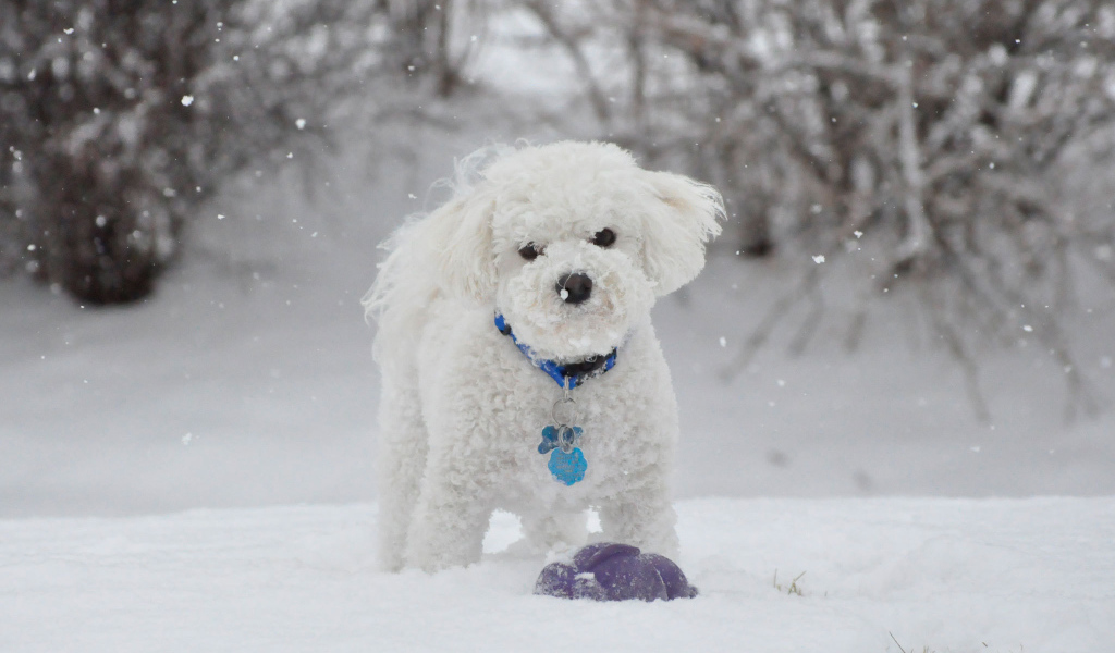 Красивая собака породы бишон-фриз зимой на прогулке