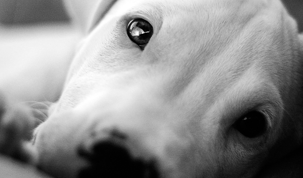 Красивые глаза аргентинского дога