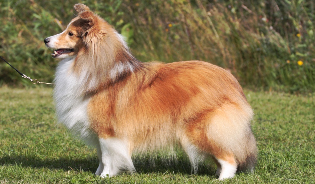 Пушистая красивая собака породы шелти