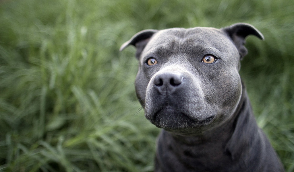 Красивый питубль на траве